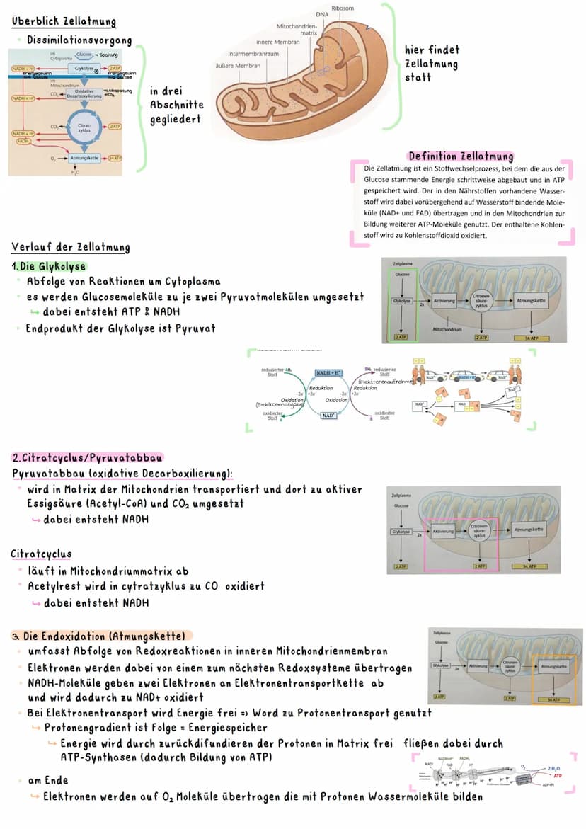 Biologie Ka 2-13/2
Ökologie
BEDEUTUNG DER FOTOSYNTHESE
Bedeutung für Erzeugung von Sauerstoff:
=
Fotosynthese ist wichtigster Stoffwechselpr