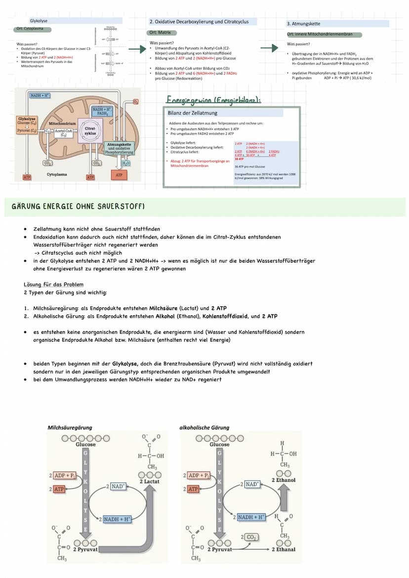 Biologie Ka 2-13/2
Ökologie
BEDEUTUNG DER FOTOSYNTHESE
Bedeutung für Erzeugung von Sauerstoff:
=
Fotosynthese ist wichtigster Stoffwechselpr