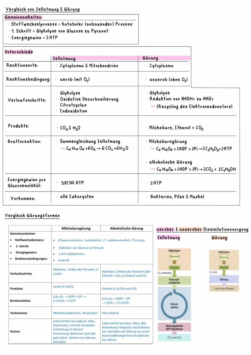 Biologie Ka 2-13/2
Ökologie
BEDEUTUNG DER FOTOSYNTHESE
Bedeutung für Erzeugung von Sauerstoff:
=
Fotosynthese ist wichtigster Stoffwechselpr