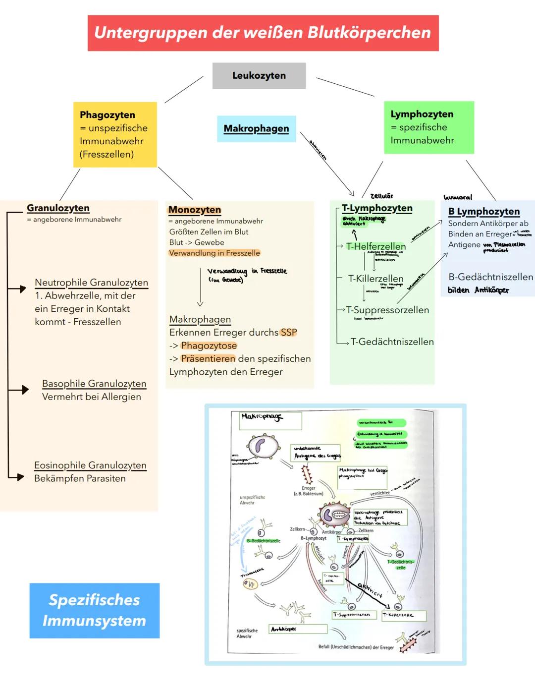 # Blutplasma

-> macht 55% des Bluts aus

Form: Flüssig

# Aufbau Blut

Enthält: Wasser, Plasmaproteine (Albumin, Globulin), Hormone und Min