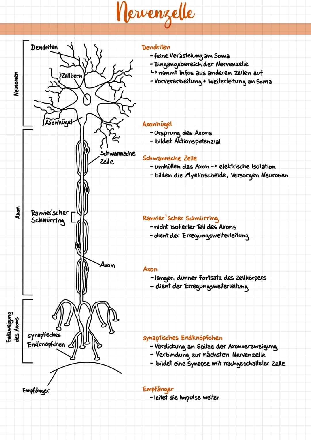 Neuronen
Endzweigung
des Axons
Dendriten
Zellkern
SAxonhügel
Ranvier'scher
Schnürring
synaptisches
Endknöpfchen
Empfänger
Nervenzelle
Schwan