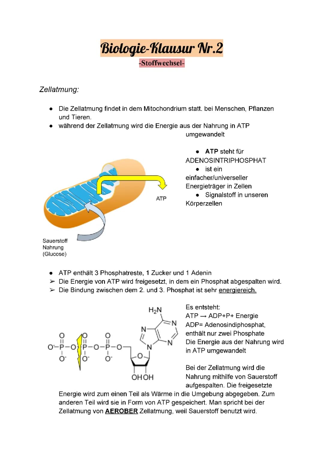 Zellatmung für Kinder: Einfach erklärt – Mitochondrien, ATP und mehr!
