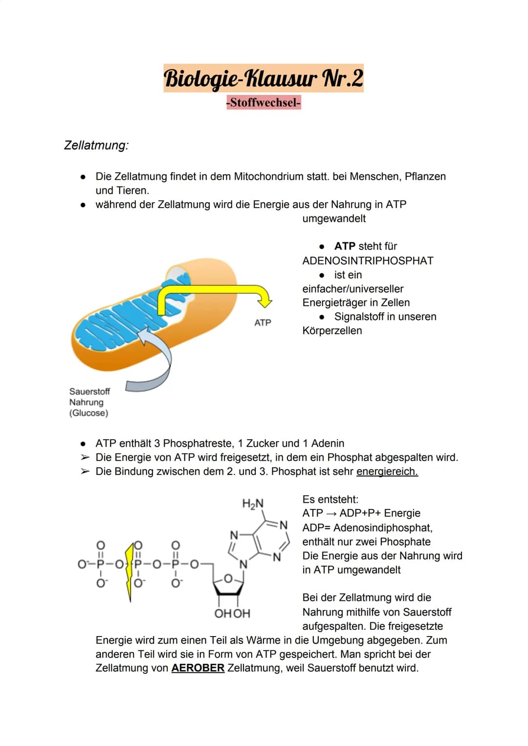 Zellatmung:
Biologie-Klausur Nr.2
-Stoffwechsel-
Die Zellatmung findet in dem Mitochondrium statt. bei Menschen, Pflanzen
und Tieren.
● währ