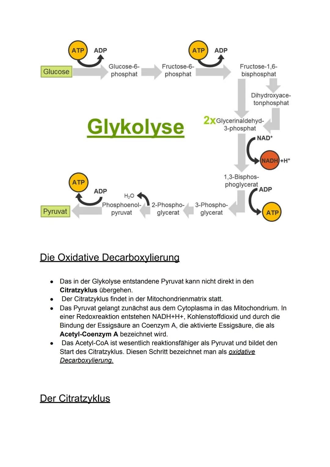 Zellatmung:
Biologie-Klausur Nr.2
-Stoffwechsel-
Die Zellatmung findet in dem Mitochondrium statt. bei Menschen, Pflanzen
und Tieren.
● währ