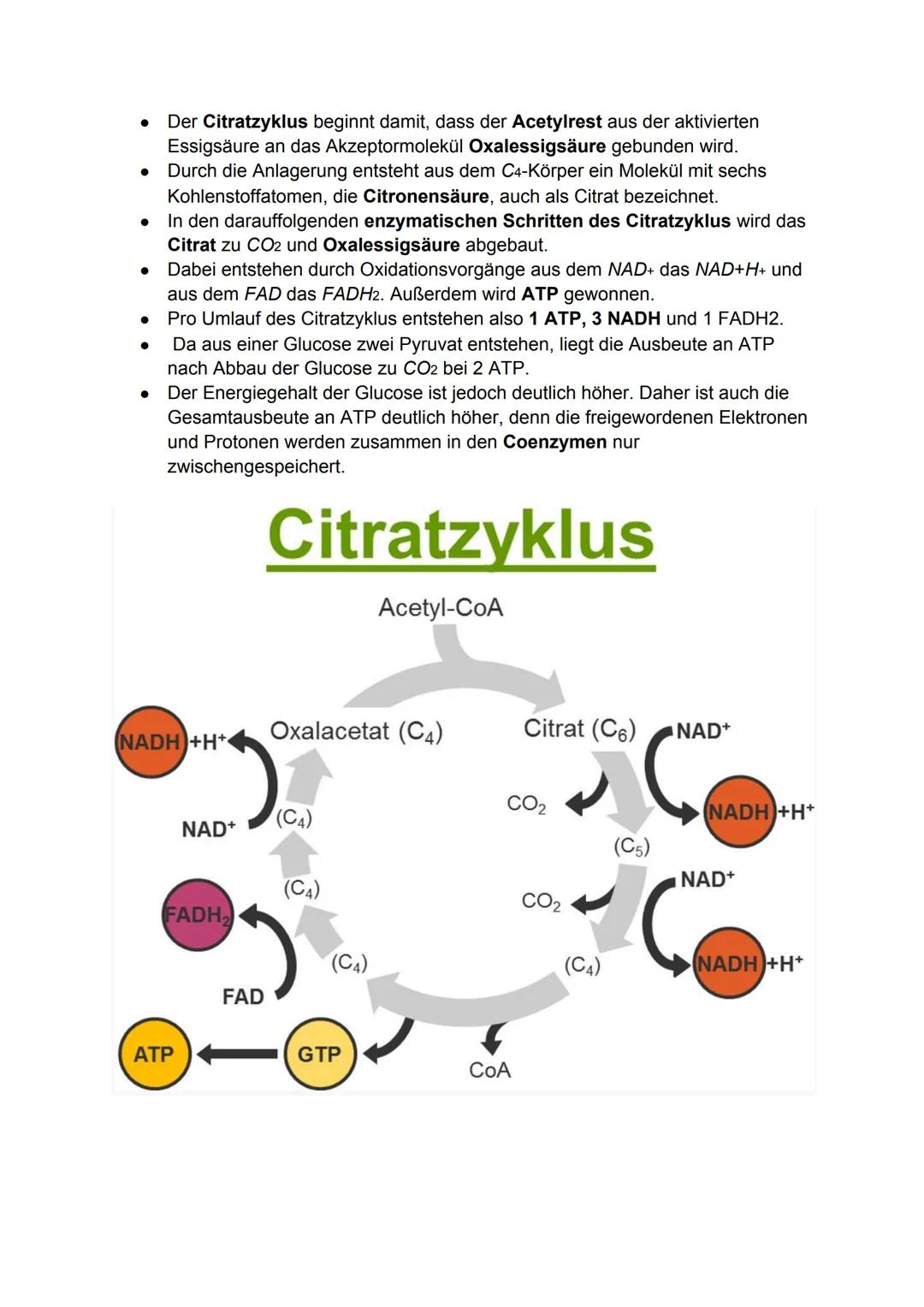 Zellatmung:
Biologie-Klausur Nr.2
-Stoffwechsel-
Die Zellatmung findet in dem Mitochondrium statt. bei Menschen, Pflanzen
und Tieren.
● währ