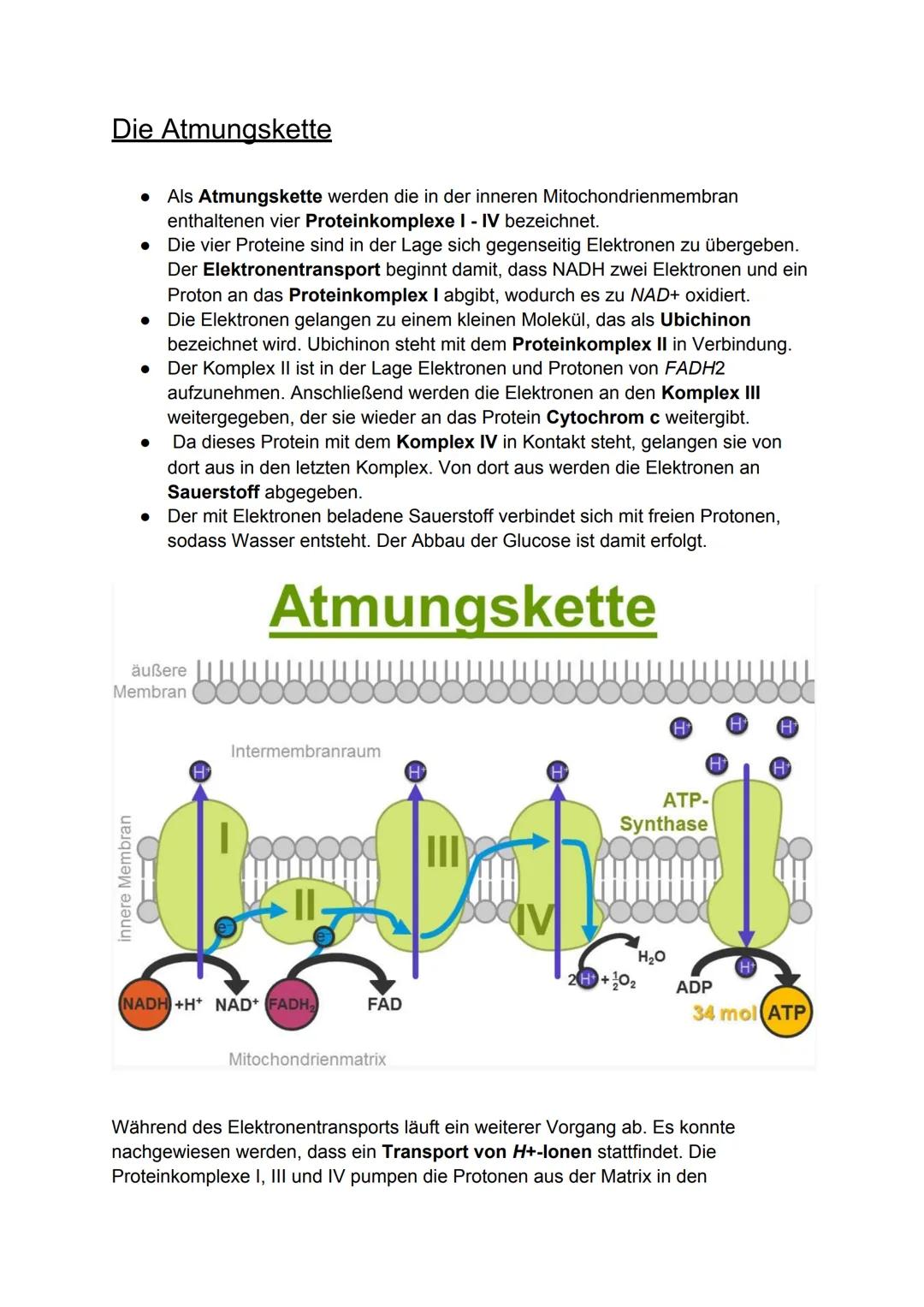 Zellatmung:
Biologie-Klausur Nr.2
-Stoffwechsel-
Die Zellatmung findet in dem Mitochondrium statt. bei Menschen, Pflanzen
und Tieren.
● währ