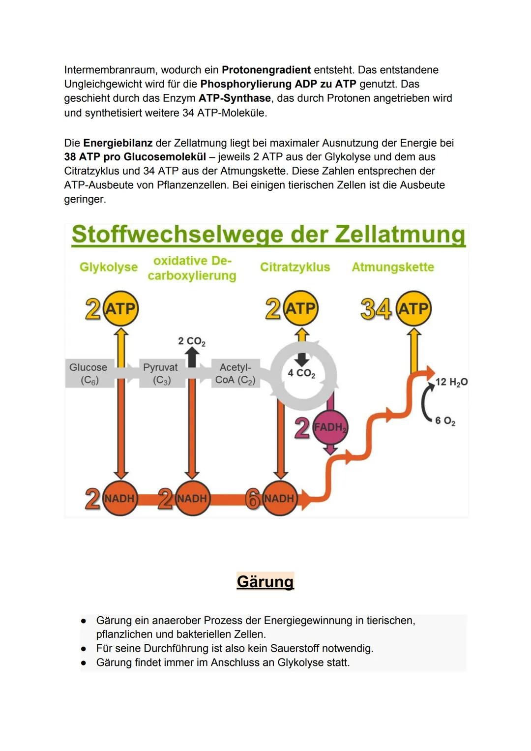 Zellatmung:
Biologie-Klausur Nr.2
-Stoffwechsel-
Die Zellatmung findet in dem Mitochondrium statt. bei Menschen, Pflanzen
und Tieren.
● währ