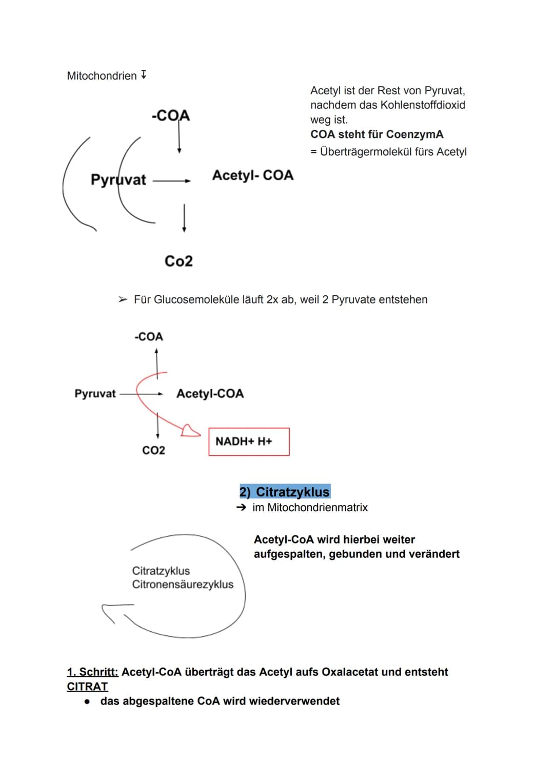 Zellatmung:
Biologie-Klausur Nr.2
-Stoffwechsel-
Die Zellatmung findet in dem Mitochondrium statt. bei Menschen, Pflanzen
und Tieren.
● währ