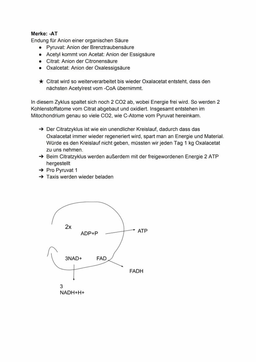 Zellatmung:
Biologie-Klausur Nr.2
-Stoffwechsel-
Die Zellatmung findet in dem Mitochondrium statt. bei Menschen, Pflanzen
und Tieren.
● währ