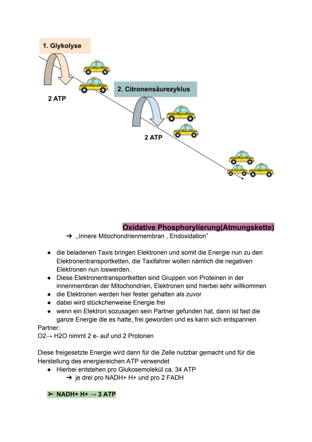 Zellatmung:
Biologie-Klausur Nr.2
-Stoffwechsel-
Die Zellatmung findet in dem Mitochondrium statt. bei Menschen, Pflanzen
und Tieren.
● währ