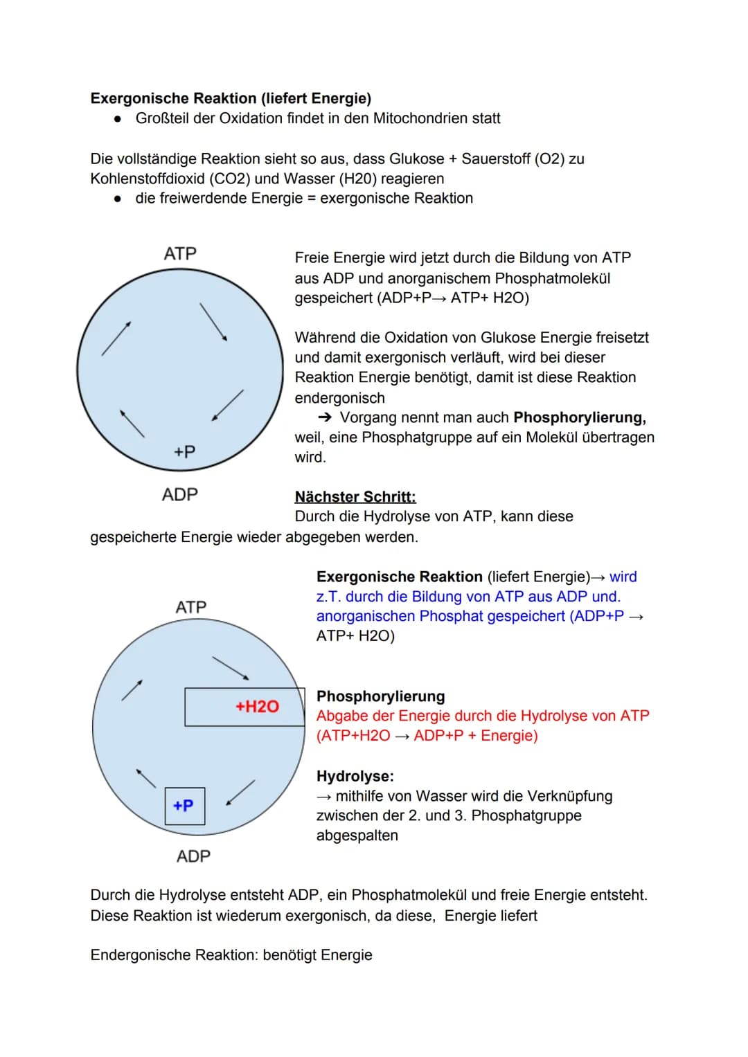 Zellatmung:
Biologie-Klausur Nr.2
-Stoffwechsel-
Die Zellatmung findet in dem Mitochondrium statt. bei Menschen, Pflanzen
und Tieren.
● währ