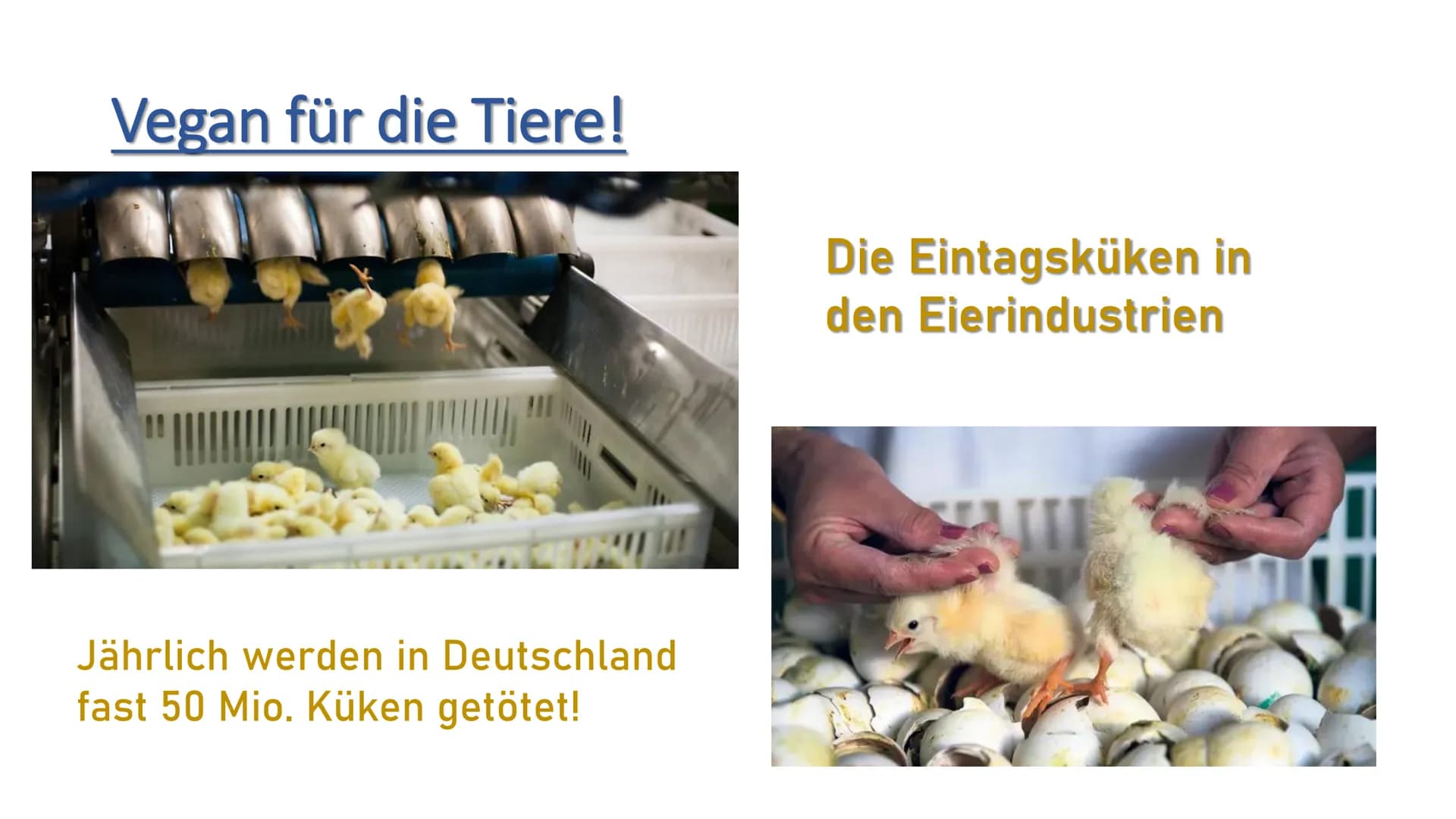 Die vegane Ernährung
V Vegane Ernährung
1.
ܣ ܐ ܩ ܩ ܐ ܣ ܐ ܪ
2.
3.
4.
5.
6.
7.
8.
Definition Veganismus
Die Ernährung
Gründe für das vegane Le