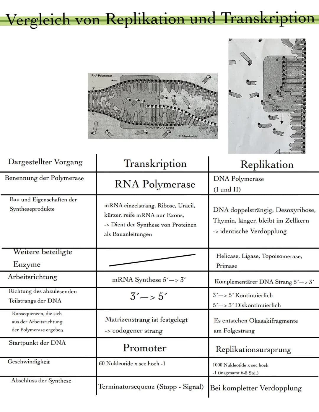 Vergleich von Replikation und Transkription
Dargestellter Vorgang
Benennung der Polymerase
Bau und Eigenschaften der
Syntheseprodukte
Weiter