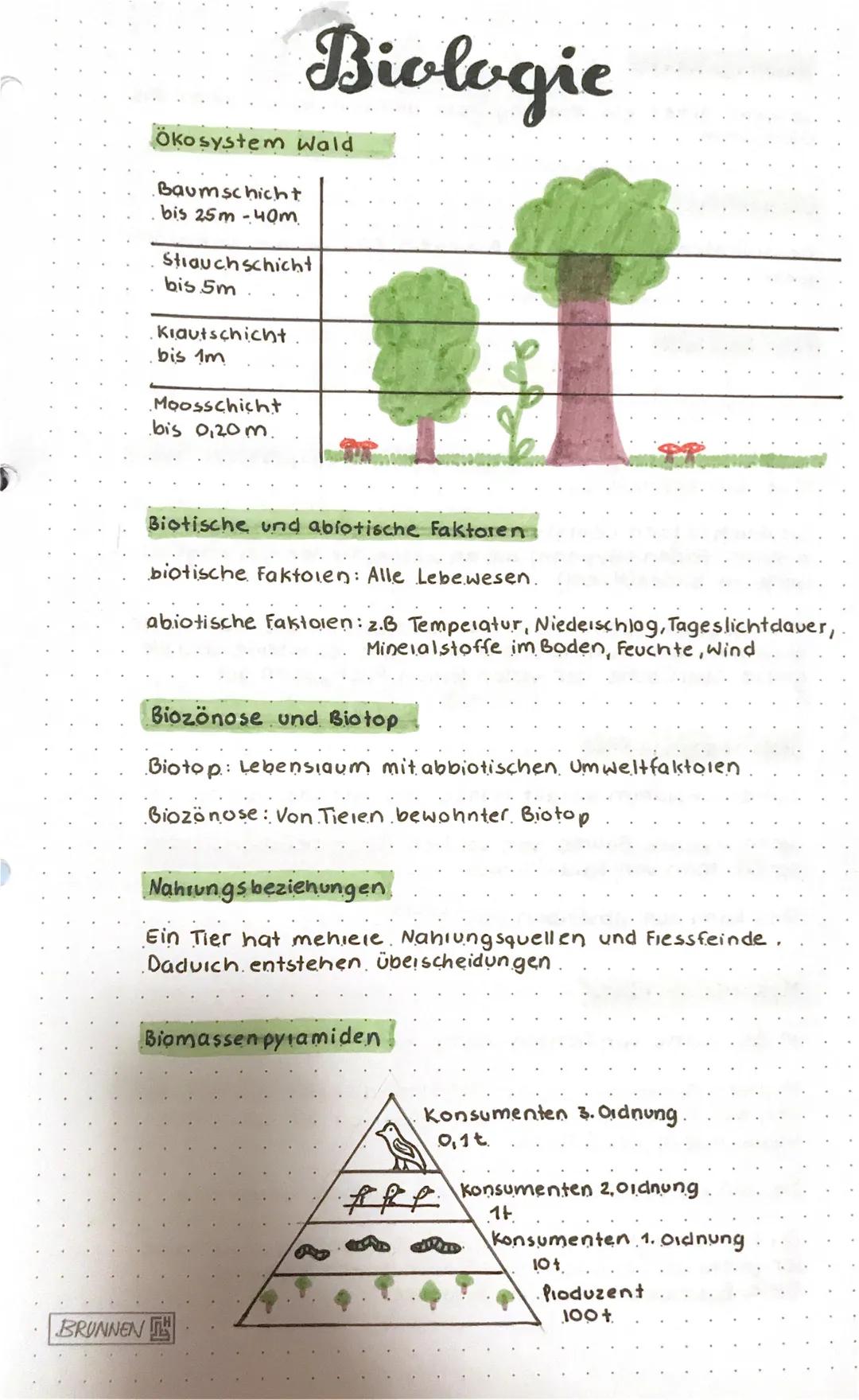 Ökosystem Wald
Baumschicht
bis 25m -40m.
BRUNNEN
Biologie
Strauch schicht
bis 5m.
Kiautschicht
bis 1m
Moosschicht
bis 0,20m.
Biotische und a