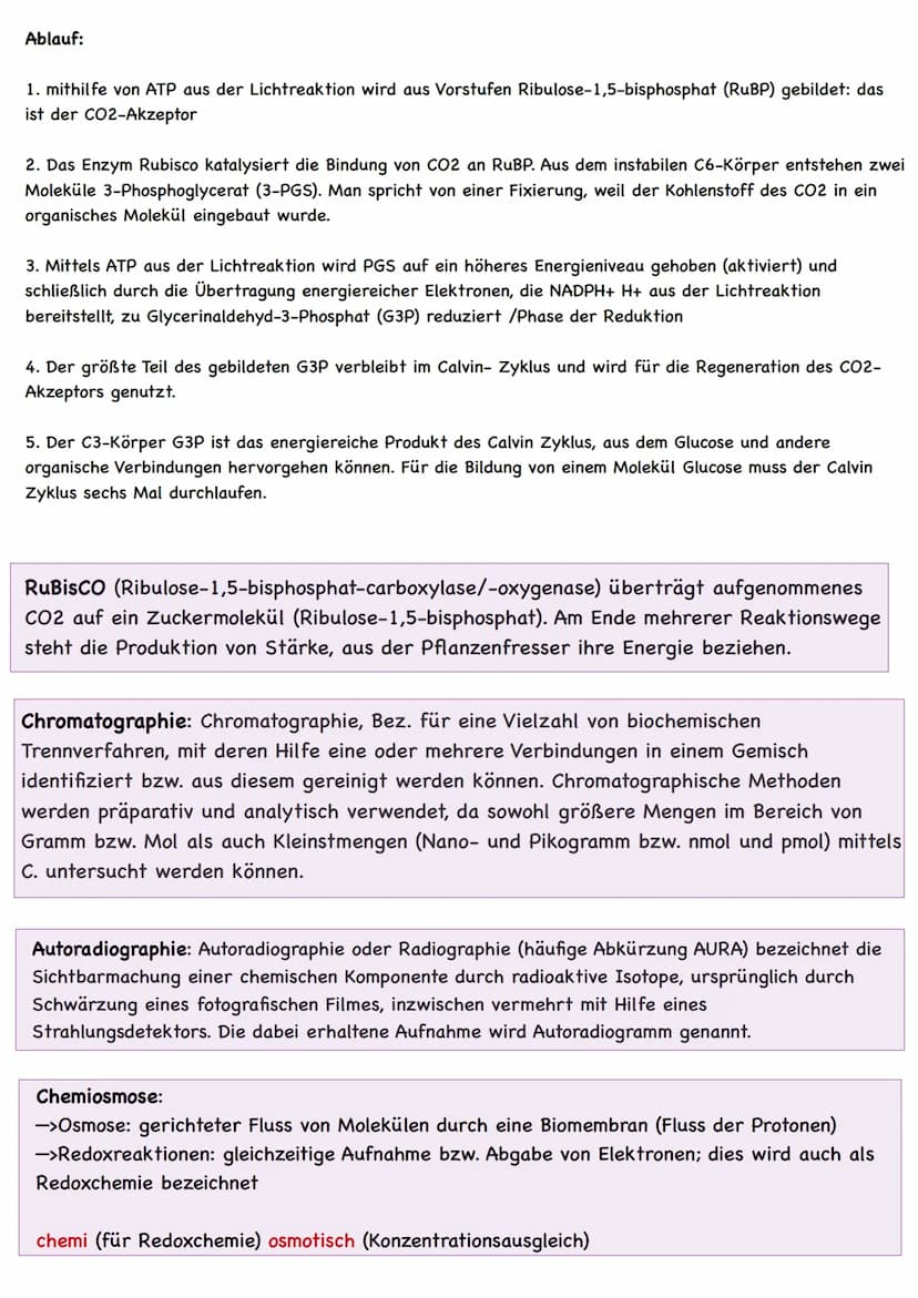  LAUBBLATT
Aufbau und Funktionen
Cuticula
Epidermis
Palisadengewebe
Schwammgewebe.
Epidermis
untere Cuticula
Querschnitt eines Laubblattes
S