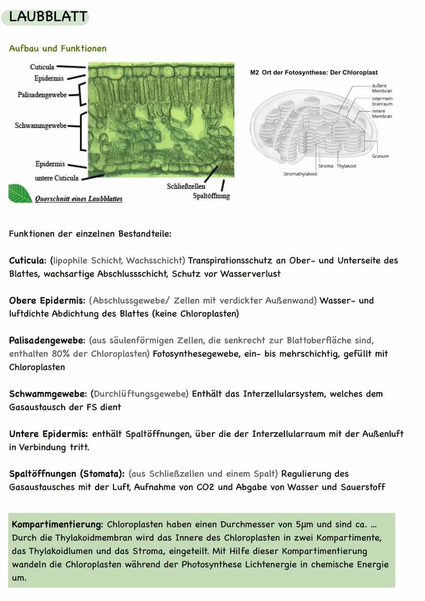  LAUBBLATT
Aufbau und Funktionen
Cuticula
Epidermis
Palisadengewebe
Schwammgewebe.
Epidermis
untere Cuticula
Querschnitt eines Laubblattes
S