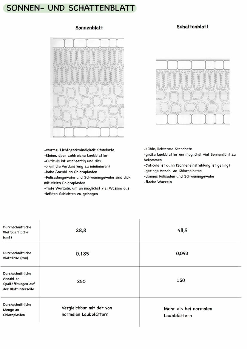  LAUBBLATT
Aufbau und Funktionen
Cuticula
Epidermis
Palisadengewebe
Schwammgewebe.
Epidermis
untere Cuticula
Querschnitt eines Laubblattes
S