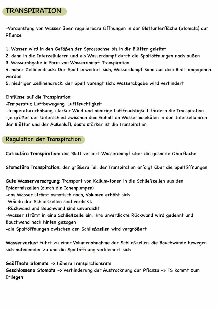  LAUBBLATT
Aufbau und Funktionen
Cuticula
Epidermis
Palisadengewebe
Schwammgewebe.
Epidermis
untere Cuticula
Querschnitt eines Laubblattes
S