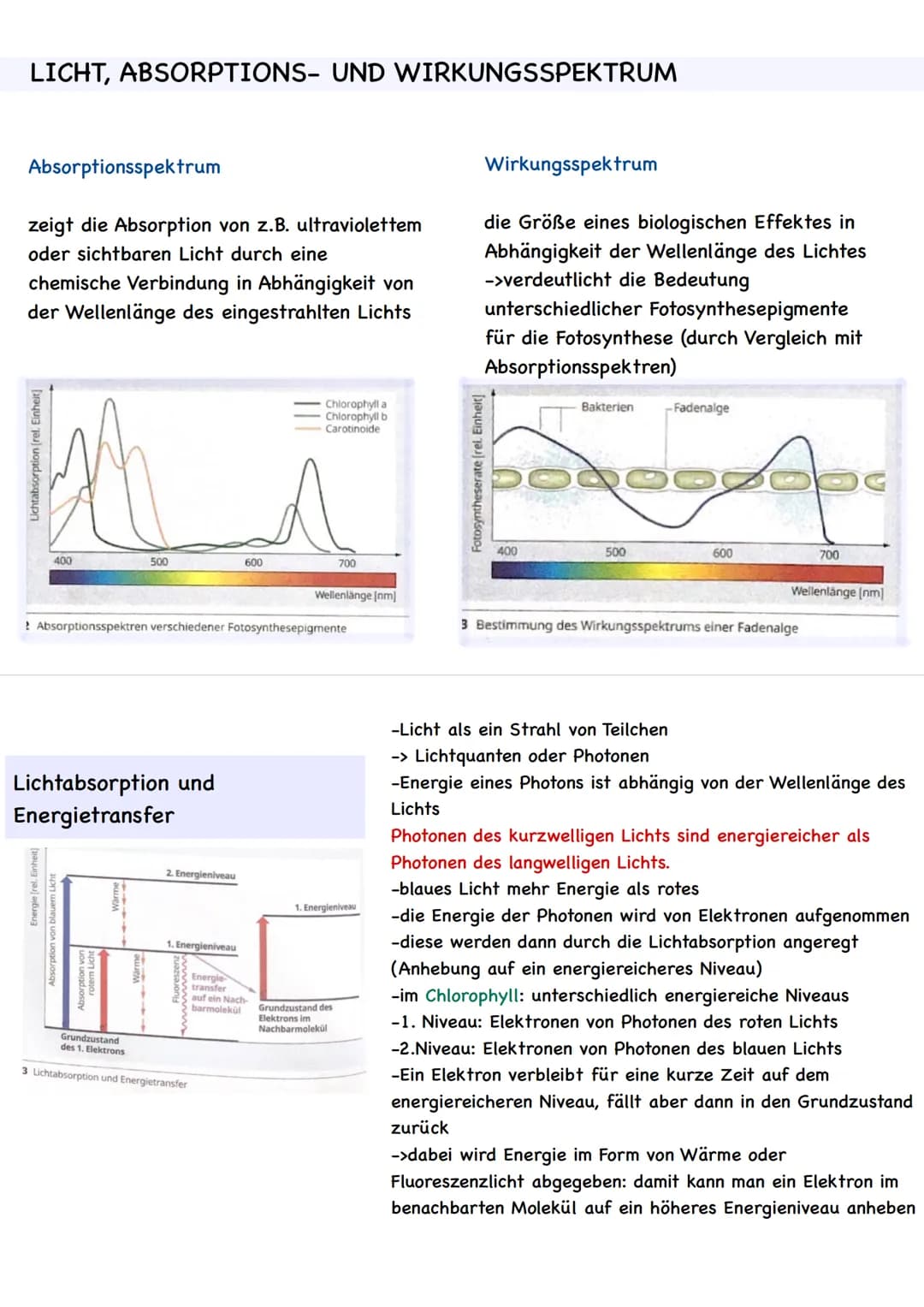  LAUBBLATT
Aufbau und Funktionen
Cuticula
Epidermis
Palisadengewebe
Schwammgewebe.
Epidermis
untere Cuticula
Querschnitt eines Laubblattes
S
