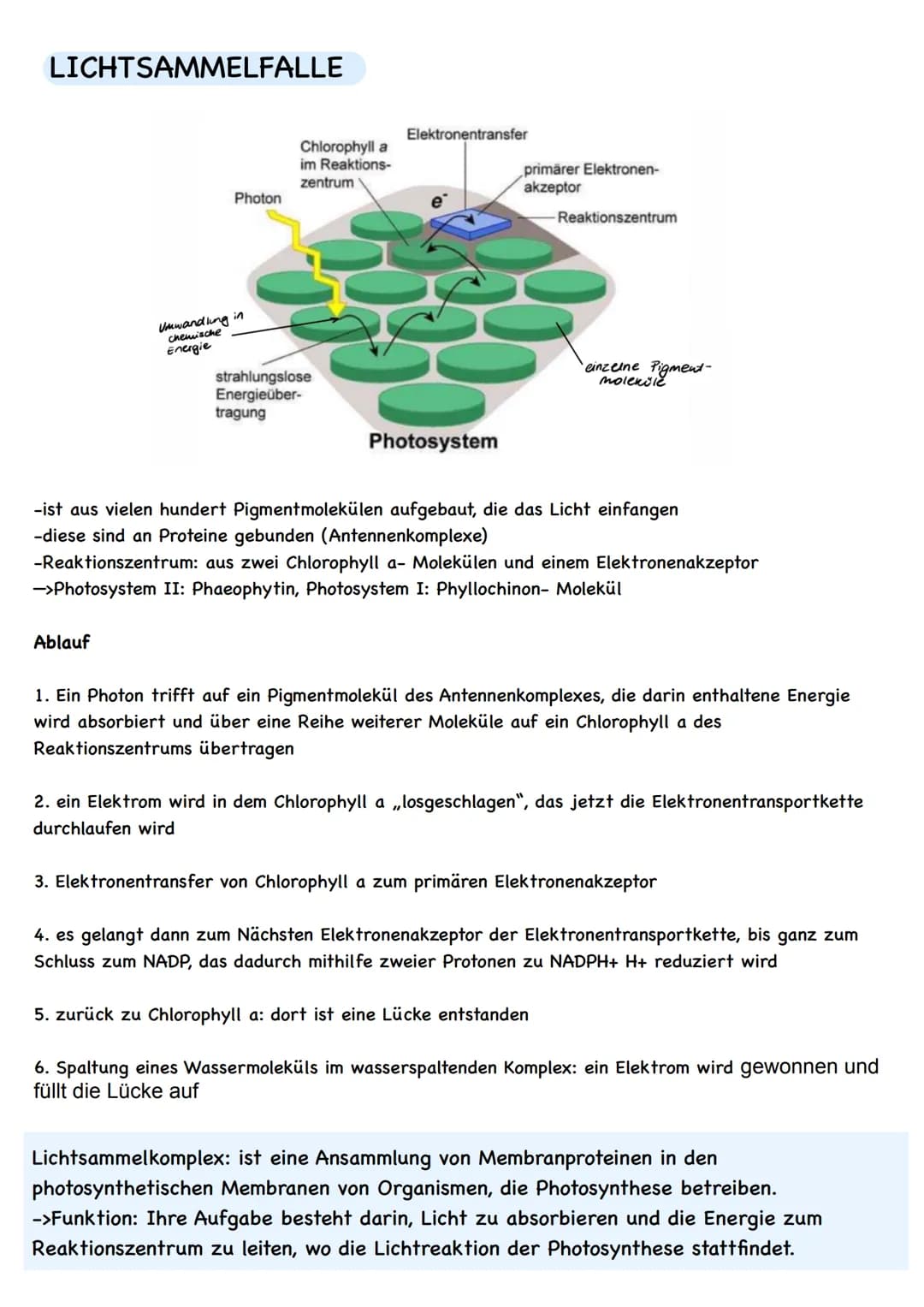  LAUBBLATT
Aufbau und Funktionen
Cuticula
Epidermis
Palisadengewebe
Schwammgewebe.
Epidermis
untere Cuticula
Querschnitt eines Laubblattes
S