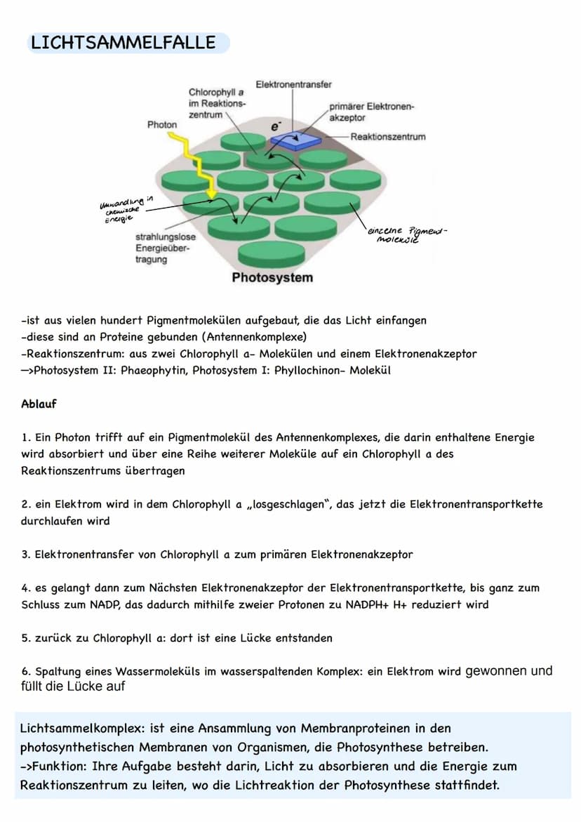  LAUBBLATT
Aufbau und Funktionen
Cuticula
Epidermis
Palisadengewebe
Schwammgewebe.
Epidermis
untere Cuticula
Querschnitt eines Laubblattes
S