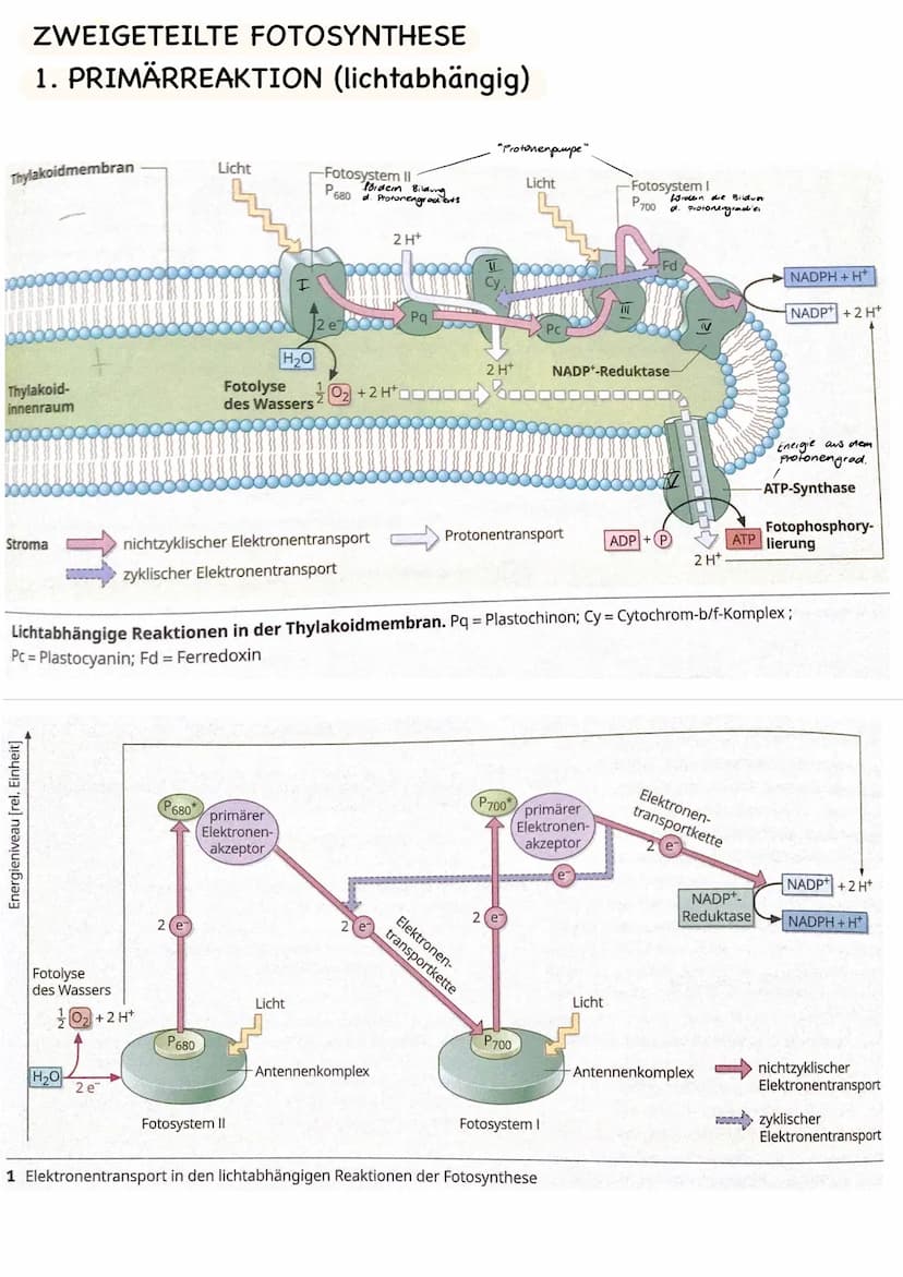  LAUBBLATT
Aufbau und Funktionen
Cuticula
Epidermis
Palisadengewebe
Schwammgewebe.
Epidermis
untere Cuticula
Querschnitt eines Laubblattes
S