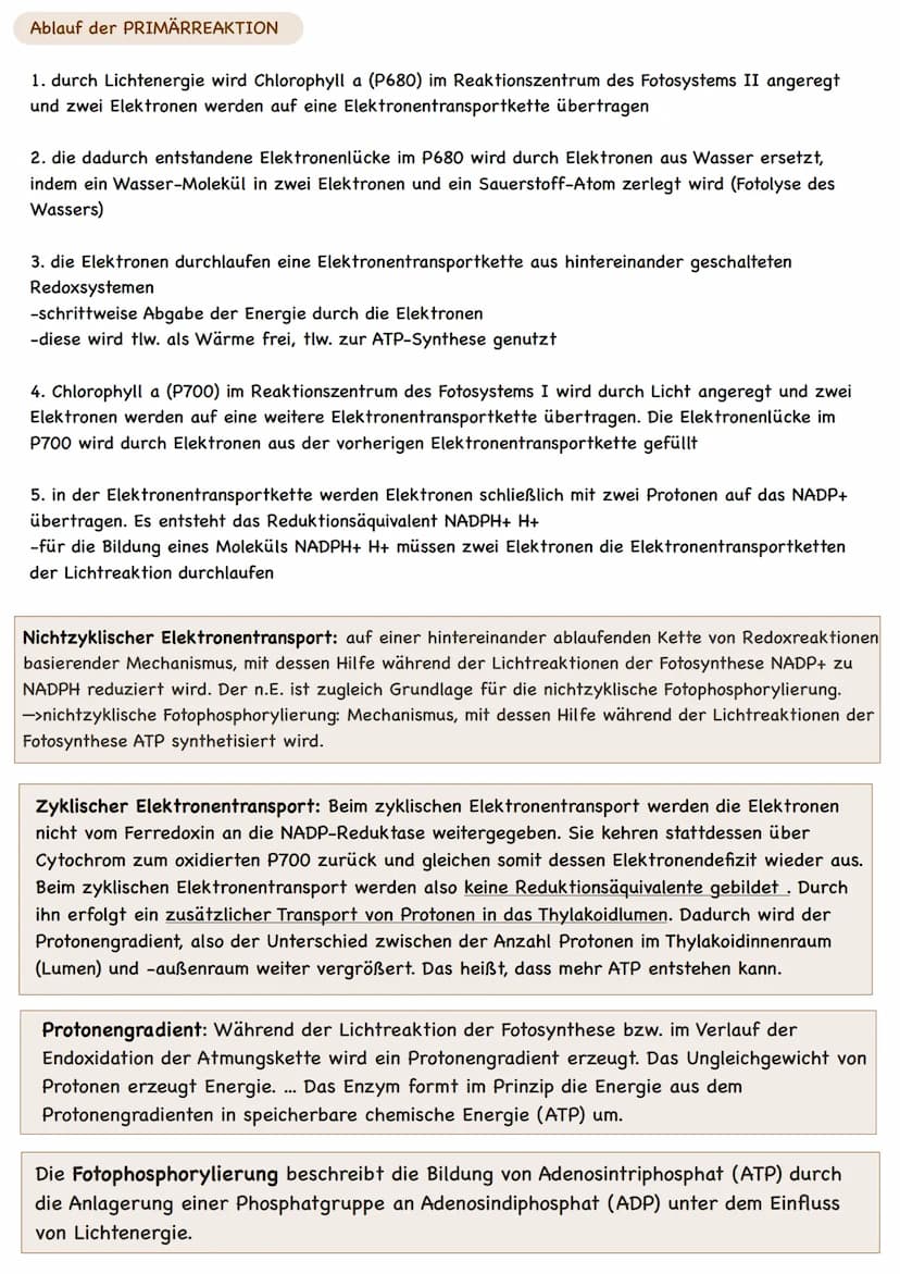  LAUBBLATT
Aufbau und Funktionen
Cuticula
Epidermis
Palisadengewebe
Schwammgewebe.
Epidermis
untere Cuticula
Querschnitt eines Laubblattes
S