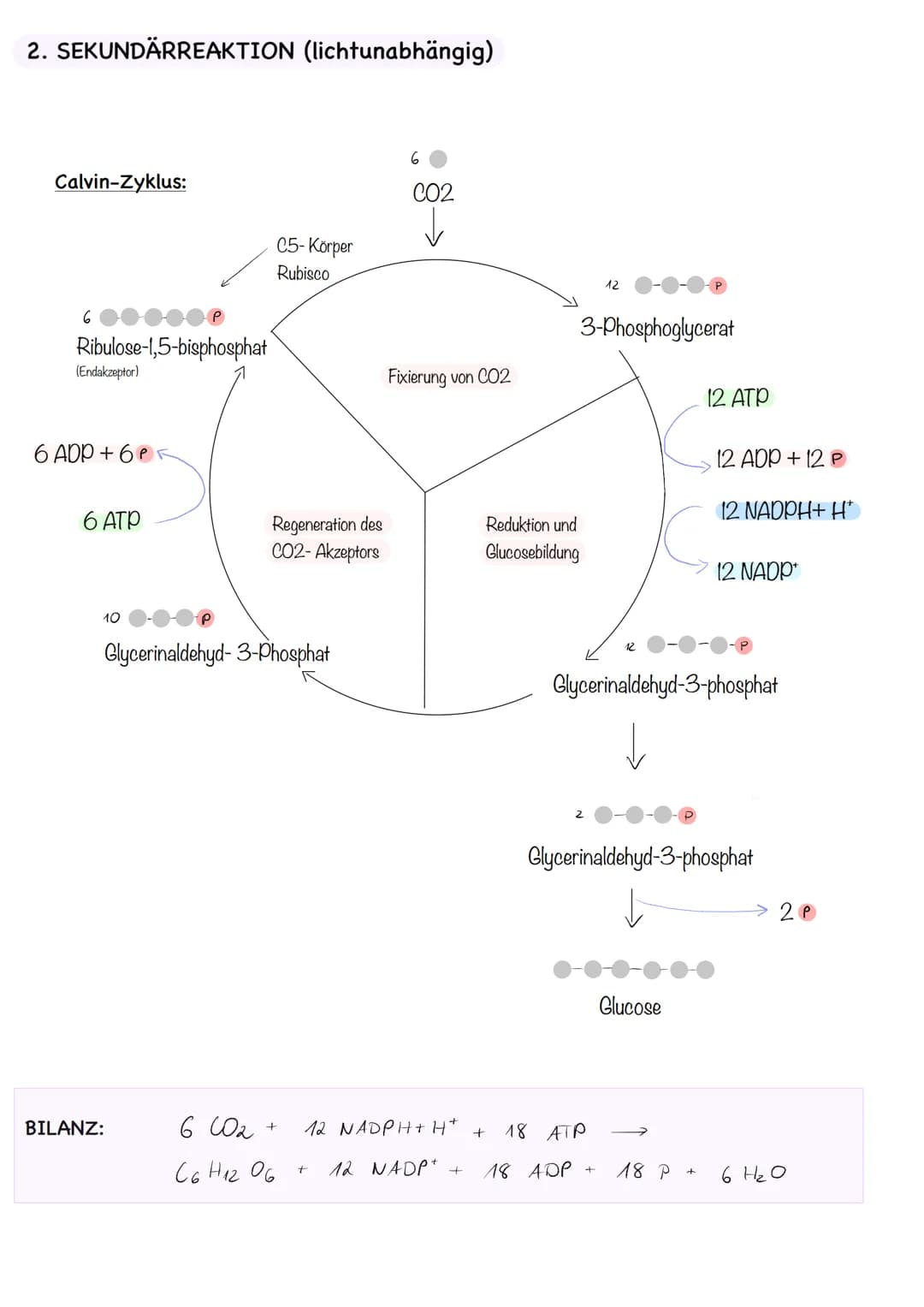 LAUBBLATT
Aufbau und Funktionen
Cuticula
Epidermis
Palisadengewebe
Schwammgewebe.
Epidermis
untere Cuticula
Querschnitt eines Laubblattes
S