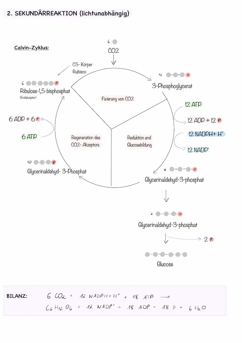  LAUBBLATT
Aufbau und Funktionen
Cuticula
Epidermis
Palisadengewebe
Schwammgewebe.
Epidermis
untere Cuticula
Querschnitt eines Laubblattes
S