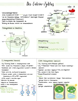 Know Fotosynthese, Zellatmung, C3 C4 und CAM-Pflanzen, Biologie thumbnail