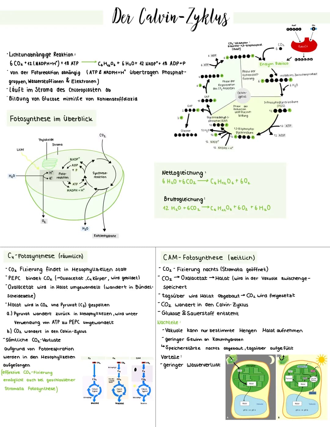Lichtunabhängige Reaktion:
6 CO₂ +12 (NADPH+H*) + 18 ATP
C6H₁₂O6 + 6H₂O+ 42 NADP+ 18 ADP+P
von der Fotoreaktion abhängig (ATP & NADPH+H* übe