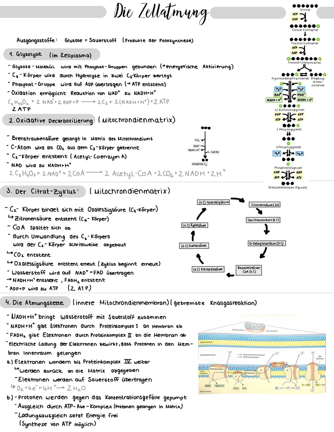 Lichtunabhängige Reaktion:
6 CO₂ +12 (NADPH+H*) + 18 ATP
C6H₁₂O6 + 6H₂O+ 42 NADP+ 18 ADP+P
von der Fotoreaktion abhängig (ATP & NADPH+H* übe