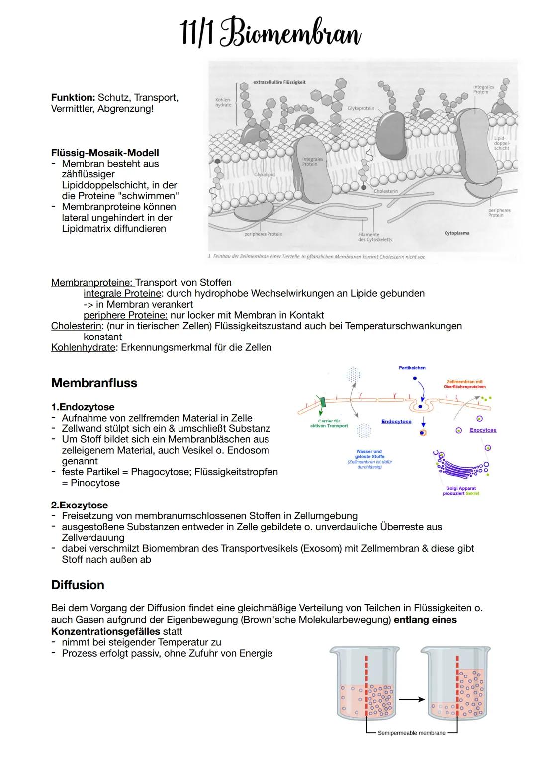 Funktion: Schutz, Transport,
Vermittler, Abgrenzung!
11/1 Biomembran
Flüssig-Mosaik-Modell
Membran besteht aus
zähflüssiger
Lipiddoppelschic