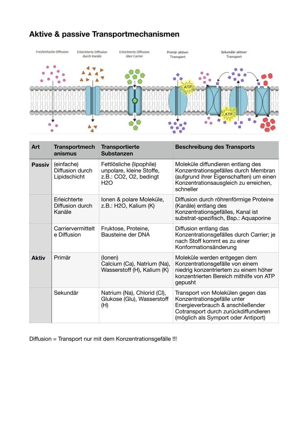Funktion: Schutz, Transport,
Vermittler, Abgrenzung!
11/1 Biomembran
Flüssig-Mosaik-Modell
Membran besteht aus
zähflüssiger
Lipiddoppelschic