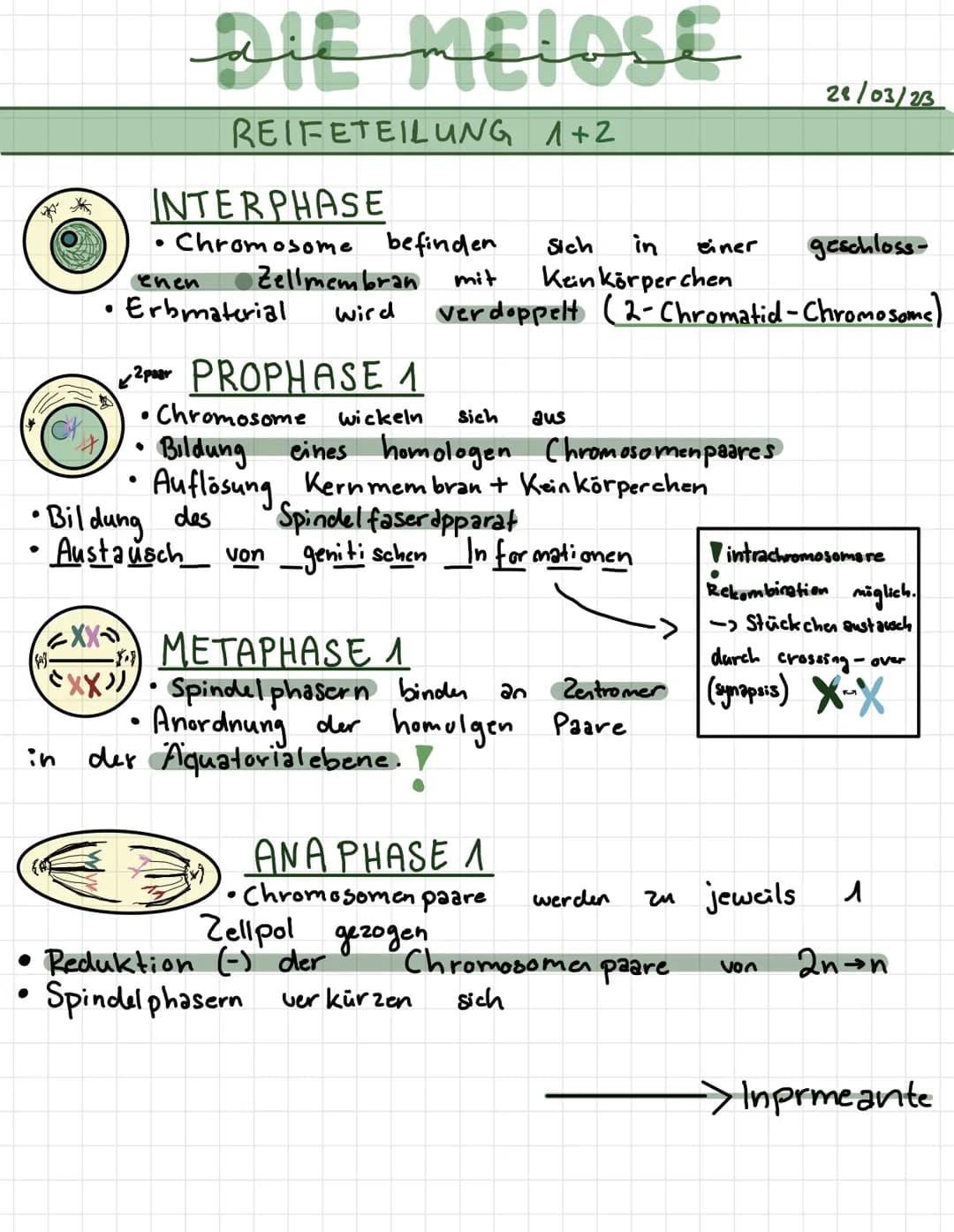 -
لمنستند
REIFETEILUNG 1+2
INTERPHASE
●
· Chromosome befinden.
enen
mit
verdoppelt
Zellmembran
wird
• Erbmaterial
●
2 PROPHASE 1
Chromosome
