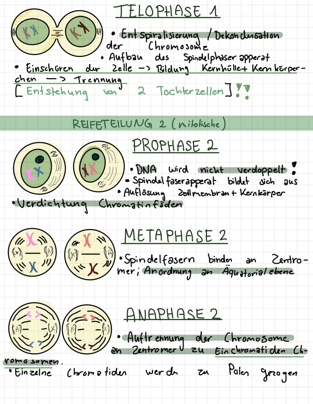 -
لمنستند
REIFETEILUNG 1+2
INTERPHASE
●
· Chromosome befinden.
enen
mit
verdoppelt
Zellmembran
wird
• Erbmaterial
●
2 PROPHASE 1
Chromosome
