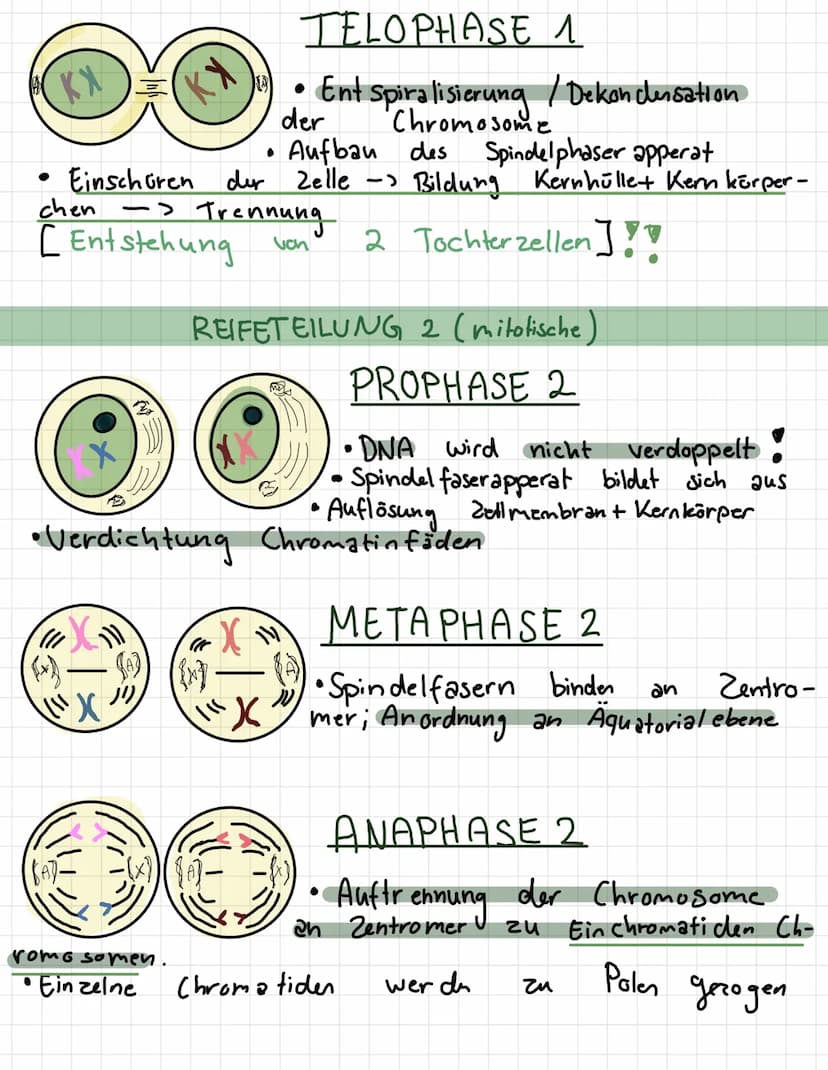 -
لمنستند
REIFETEILUNG 1+2
INTERPHASE
●
· Chromosome befinden.
enen
mit
verdoppelt
Zellmembran
wird
• Erbmaterial
●
2 PROPHASE 1
Chromosome
