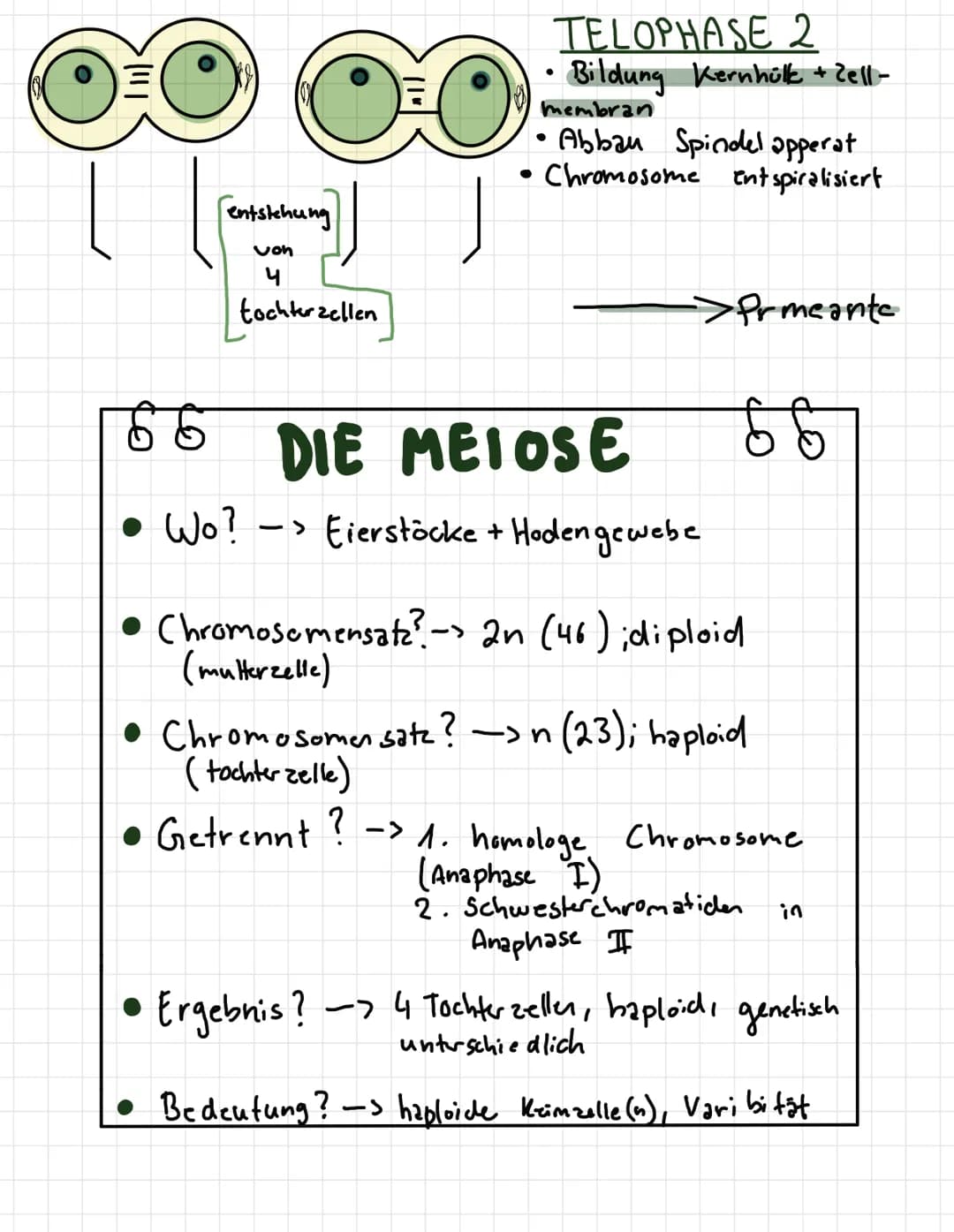 -
لمنستند
REIFETEILUNG 1+2
INTERPHASE
●
· Chromosome befinden.
enen
mit
verdoppelt
Zellmembran
wird
• Erbmaterial
●
2 PROPHASE 1
Chromosome

