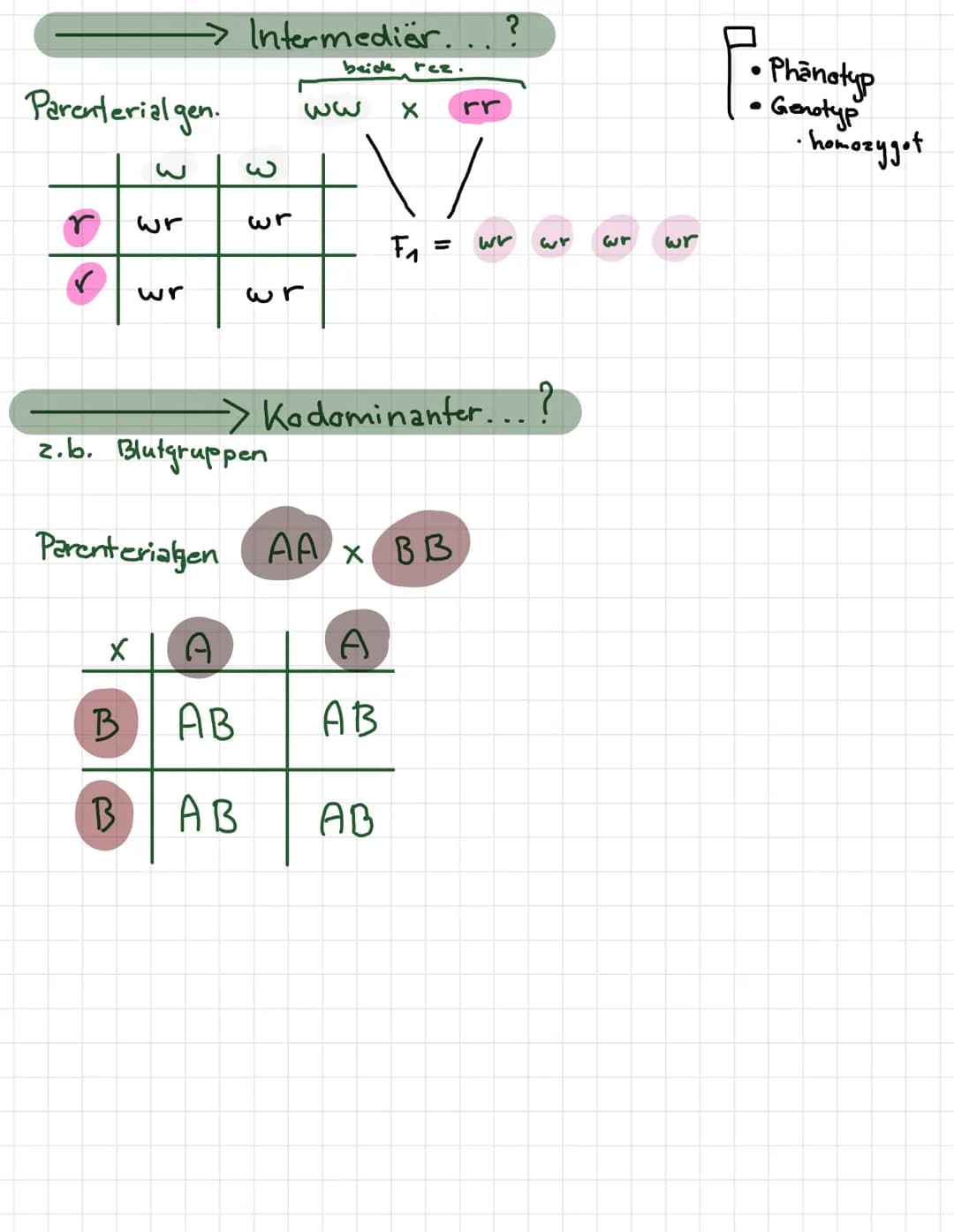 -
لمنستند
REIFETEILUNG 1+2
INTERPHASE
●
· Chromosome befinden.
enen
mit
verdoppelt
Zellmembran
wird
• Erbmaterial
●
2 PROPHASE 1
Chromosome
