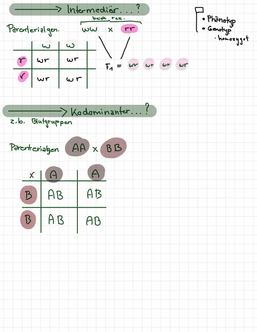 -
لمنستند
REIFETEILUNG 1+2
INTERPHASE
●
· Chromosome befinden.
enen
mit
verdoppelt
Zellmembran
wird
• Erbmaterial
●
2 PROPHASE 1
Chromosome
