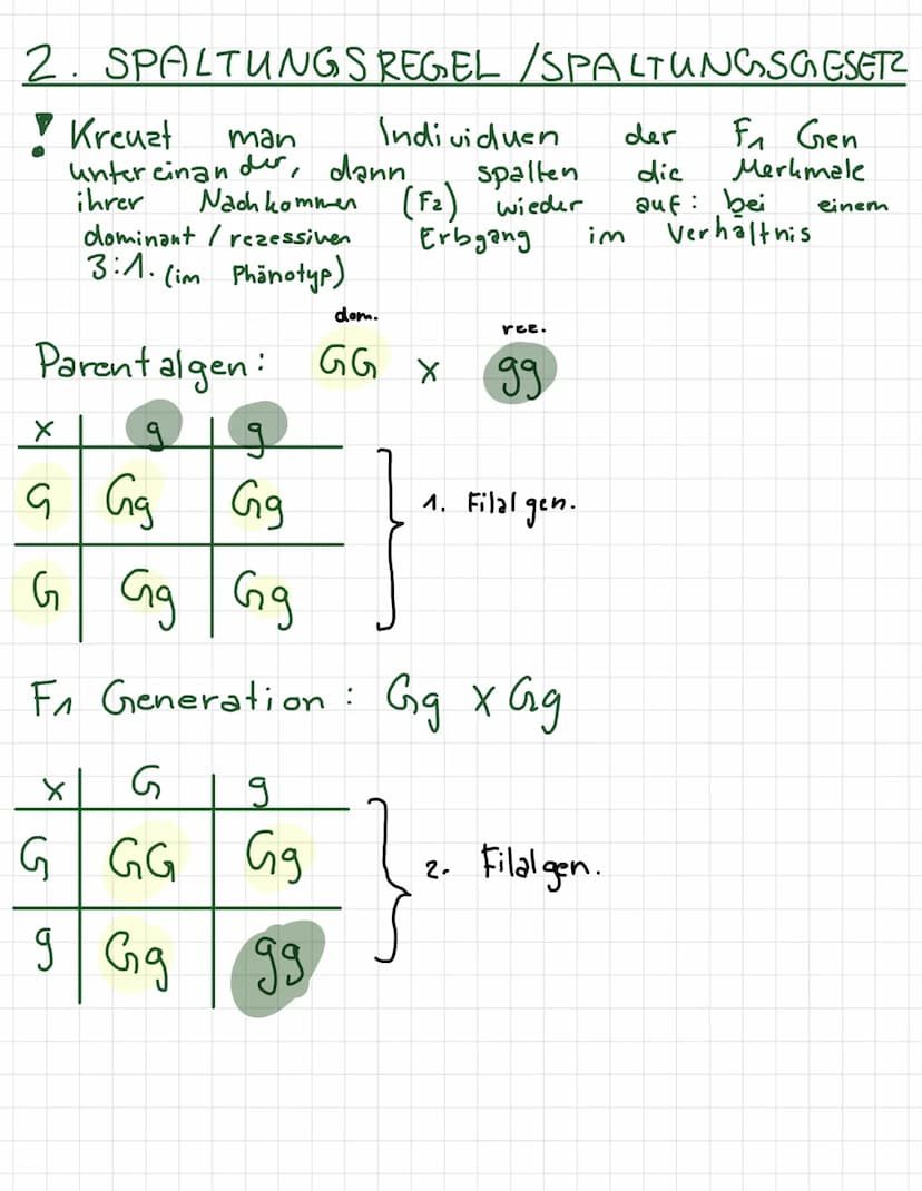 -
لمنستند
REIFETEILUNG 1+2
INTERPHASE
●
· Chromosome befinden.
enen
mit
verdoppelt
Zellmembran
wird
• Erbmaterial
●
2 PROPHASE 1
Chromosome
