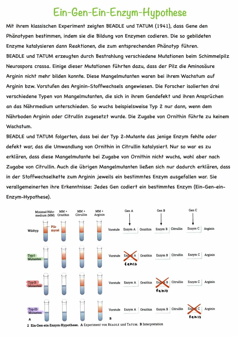 Chromatin
Chromatiden
Begriff
Chromosom
Centromer
DNA
Diploid
Haploid
Homologe
Chromosomen
Autosomen
Gonosom
Karyogramm
Nukleotid
Basen
Grun
