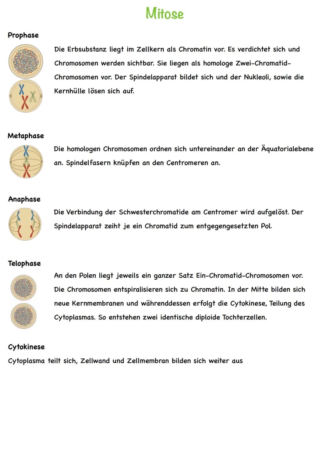 Chromatin
Chromatiden
Begriff
Chromosom
Centromer
DNA
Diploid
Haploid
Homologe
Chromosomen
Autosomen
Gonosom
Karyogramm
Nukleotid
Basen
Grun
