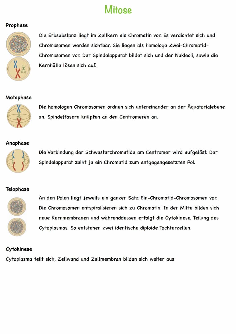 Chromatin
Chromatiden
Begriff
Chromosom
Centromer
DNA
Diploid
Haploid
Homologe
Chromosomen
Autosomen
Gonosom
Karyogramm
Nukleotid
Basen
Grun