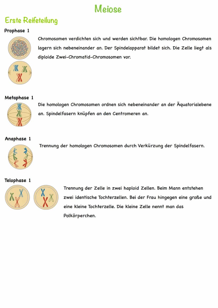 Chromatin
Chromatiden
Begriff
Chromosom
Centromer
DNA
Diploid
Haploid
Homologe
Chromosomen
Autosomen
Gonosom
Karyogramm
Nukleotid
Basen
Grun