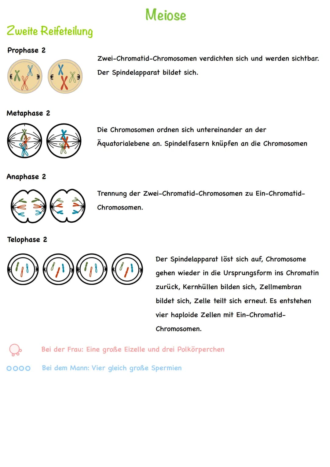 Chromatin
Chromatiden
Begriff
Chromosom
Centromer
DNA
Diploid
Haploid
Homologe
Chromosomen
Autosomen
Gonosom
Karyogramm
Nukleotid
Basen
Grun