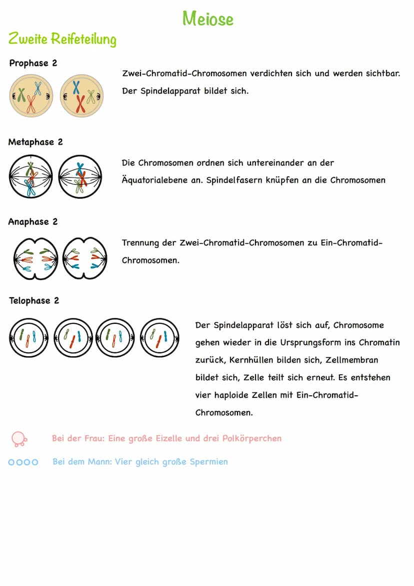 Chromatin
Chromatiden
Begriff
Chromosom
Centromer
DNA
Diploid
Haploid
Homologe
Chromosomen
Autosomen
Gonosom
Karyogramm
Nukleotid
Basen
Grun