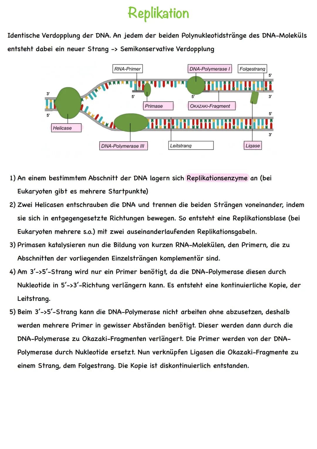 Chromatin
Chromatiden
Begriff
Chromosom
Centromer
DNA
Diploid
Haploid
Homologe
Chromosomen
Autosomen
Gonosom
Karyogramm
Nukleotid
Basen
Grun