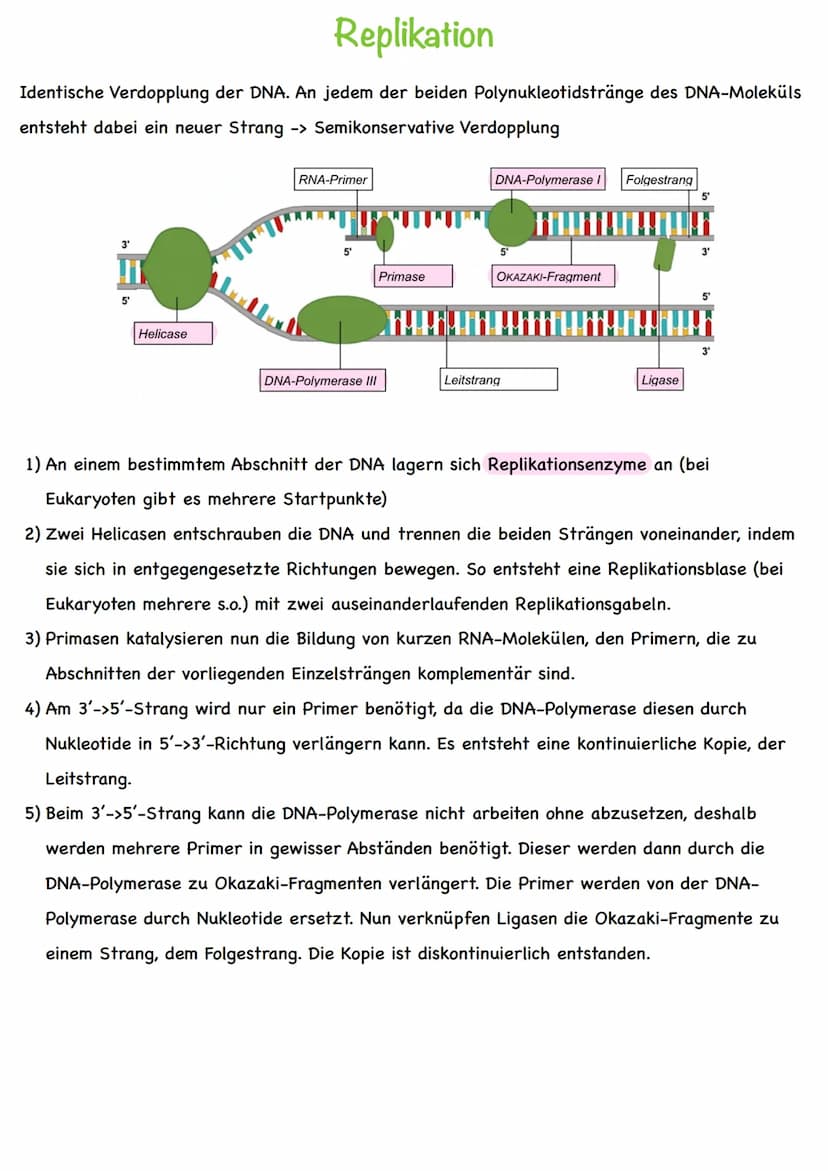 Chromatin
Chromatiden
Begriff
Chromosom
Centromer
DNA
Diploid
Haploid
Homologe
Chromosomen
Autosomen
Gonosom
Karyogramm
Nukleotid
Basen
Grun