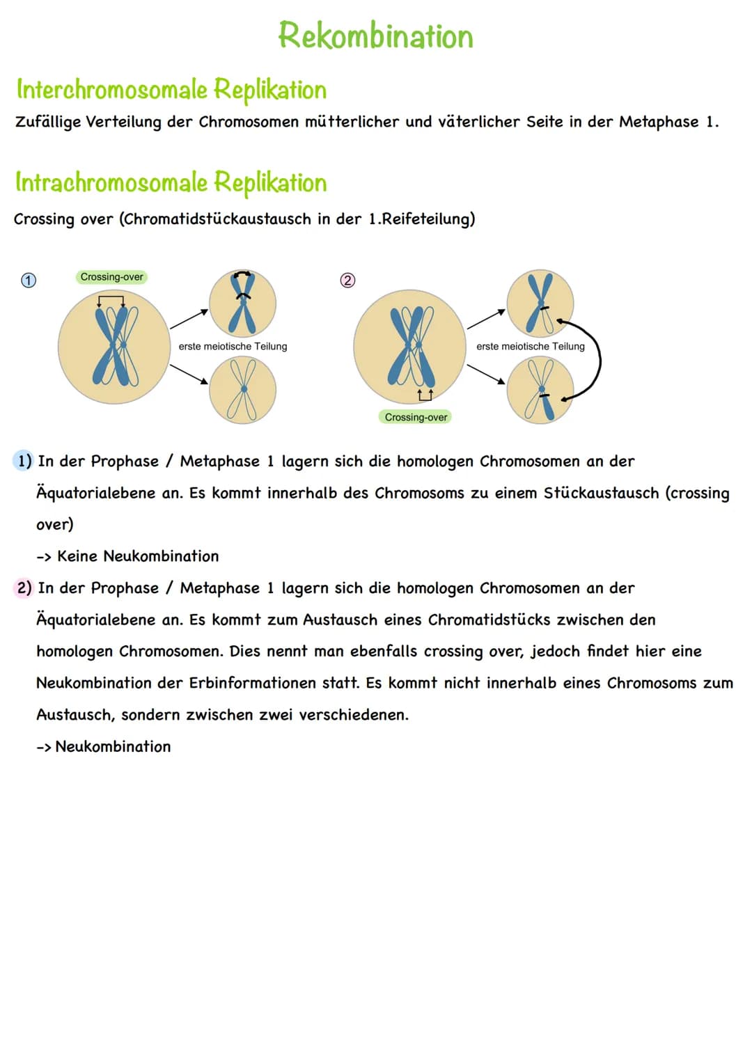 Chromatin
Chromatiden
Begriff
Chromosom
Centromer
DNA
Diploid
Haploid
Homologe
Chromosomen
Autosomen
Gonosom
Karyogramm
Nukleotid
Basen
Grun